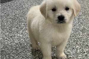 Plato - Golden Retriever for sale