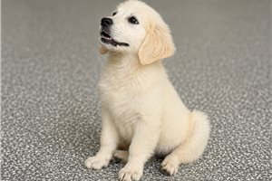 Plato - Golden Retriever for sale