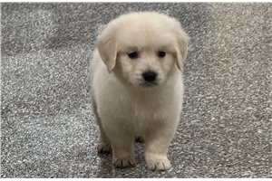 Percival - puppy for sale