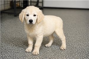 Percival - Golden Retriever for sale