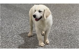 Percival - puppy for sale
