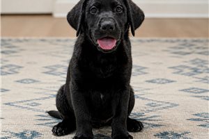 Kingston - Labrador Retriever for sale