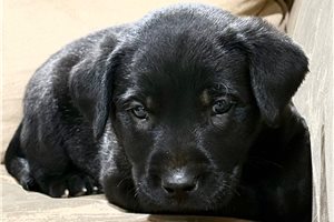 Kingston - Labrador Retriever for sale