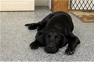 Kingston - Labrador Retriever for sale