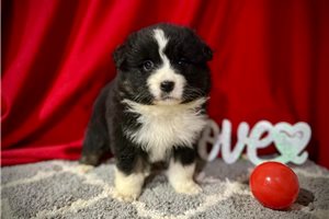 Angelica - puppy for sale