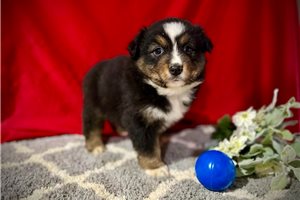 Angus - puppy for sale