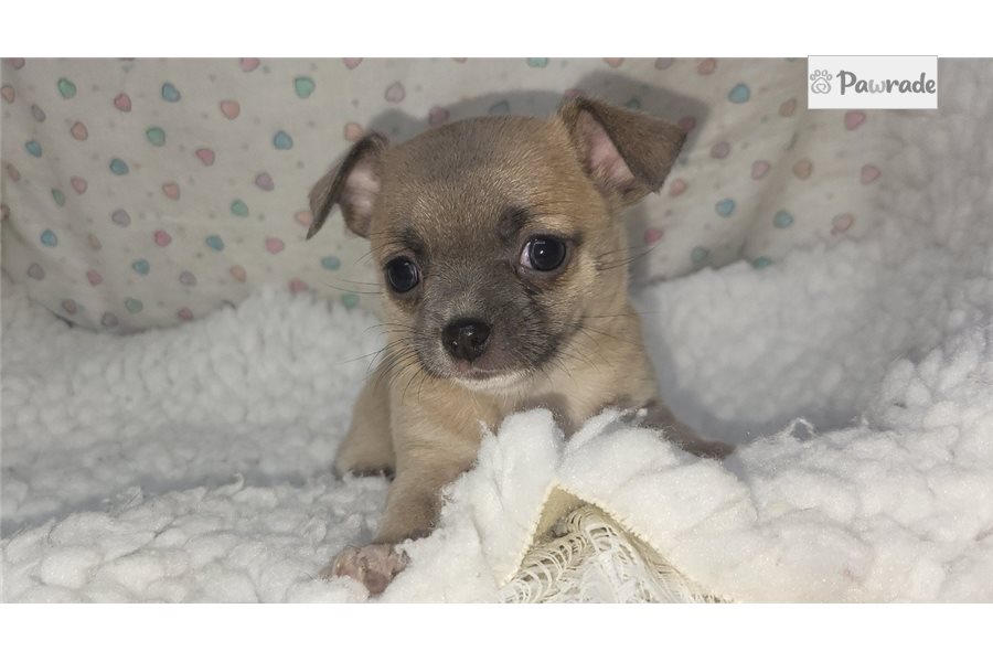 Felicity - Chihuahua for sale