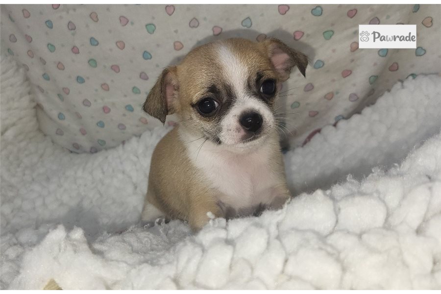 Farrah - Chihuahua for sale