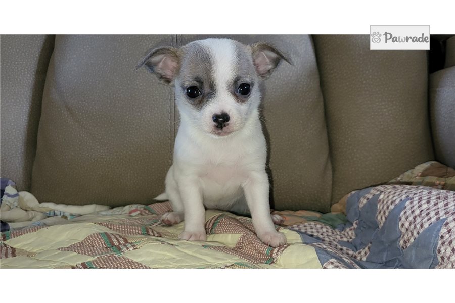 Febe - Chihuahua for sale