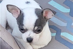 Roz - Chihuahua for sale
