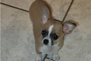 Brendan - puppy for sale