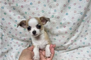Brooke - Chihuahua for sale