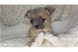 Felicity - Chihuahua for sale