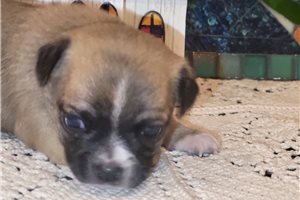 Blaire - Chihuahua for sale