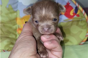 Fenway - Chihuahua for sale