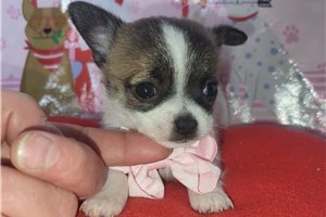 Raya - Chihuahua for sale