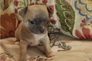 Felicity - Chihuahua for sale