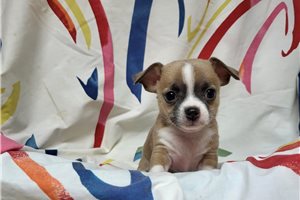 Brendan - Chihuahua for sale