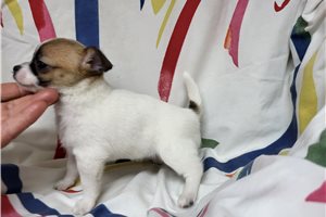 Beth - Chihuahua for sale