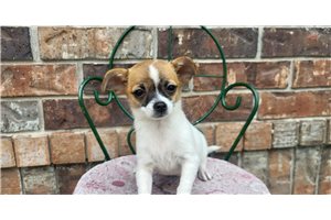Beth - Chihuahua for sale