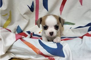 Brooke - Chihuahua for sale