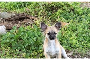 Davis - Chihuahua for sale