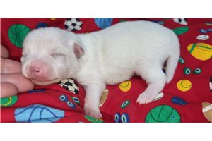 Finnegan - Chihuahua for sale