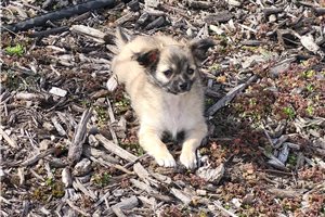 Davis - Chihuahua for sale