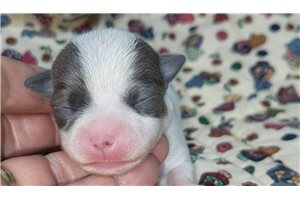 Febe - Chihuahua for sale