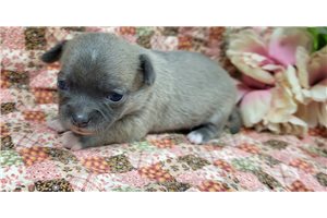 Felicity - Chihuahua for sale