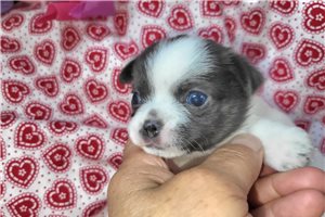 Ariel - puppy for sale