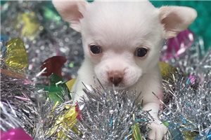 Elton - Chihuahua for sale