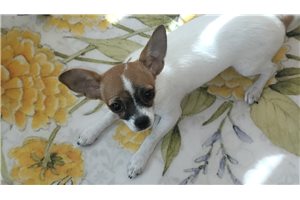 Beth - Chihuahua for sale