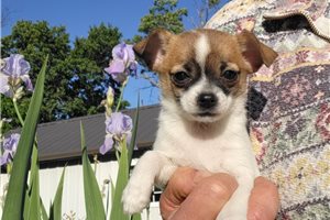 Beth - Chihuahua for sale