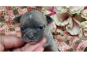 Felicity - Chihuahua for sale
