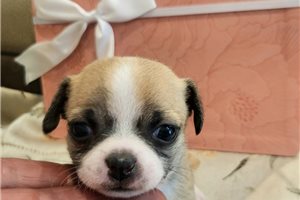 Farrah - Chihuahua for sale