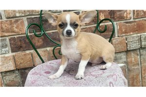 Brendan - Chihuahua for sale