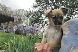 Davis - Chihuahua for sale