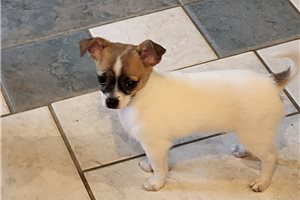 Beth - Chihuahua for sale