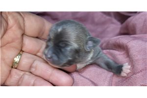 Felicity - puppy for sale