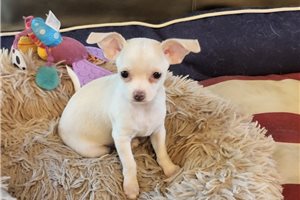 Sherri - Chihuahua for sale