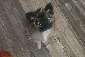 Millie - puppy for sale