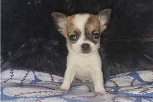 Rudy - Chihuahua for sale