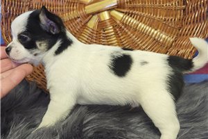 Sebastian - Chihuahua for sale