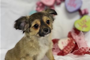 Asher - Chihuahua for sale