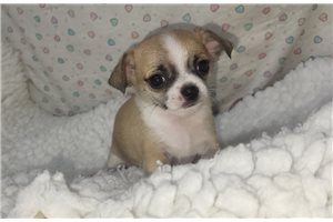 Farrah - Chihuahua for sale