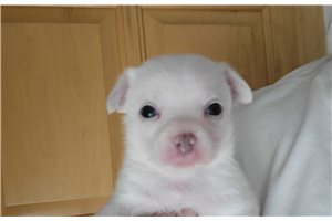 Finnegan - Chihuahua for sale