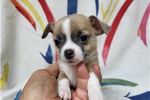 Brendan - Chihuahua for sale