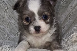 Silver - Chihuahua for sale