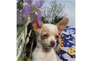 Tonka - Chihuahua for sale